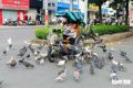 Thấy thương đàn chim nên ngày nào anh Nguyễn Hoàng Bình cũng ghé cho chúng ăn