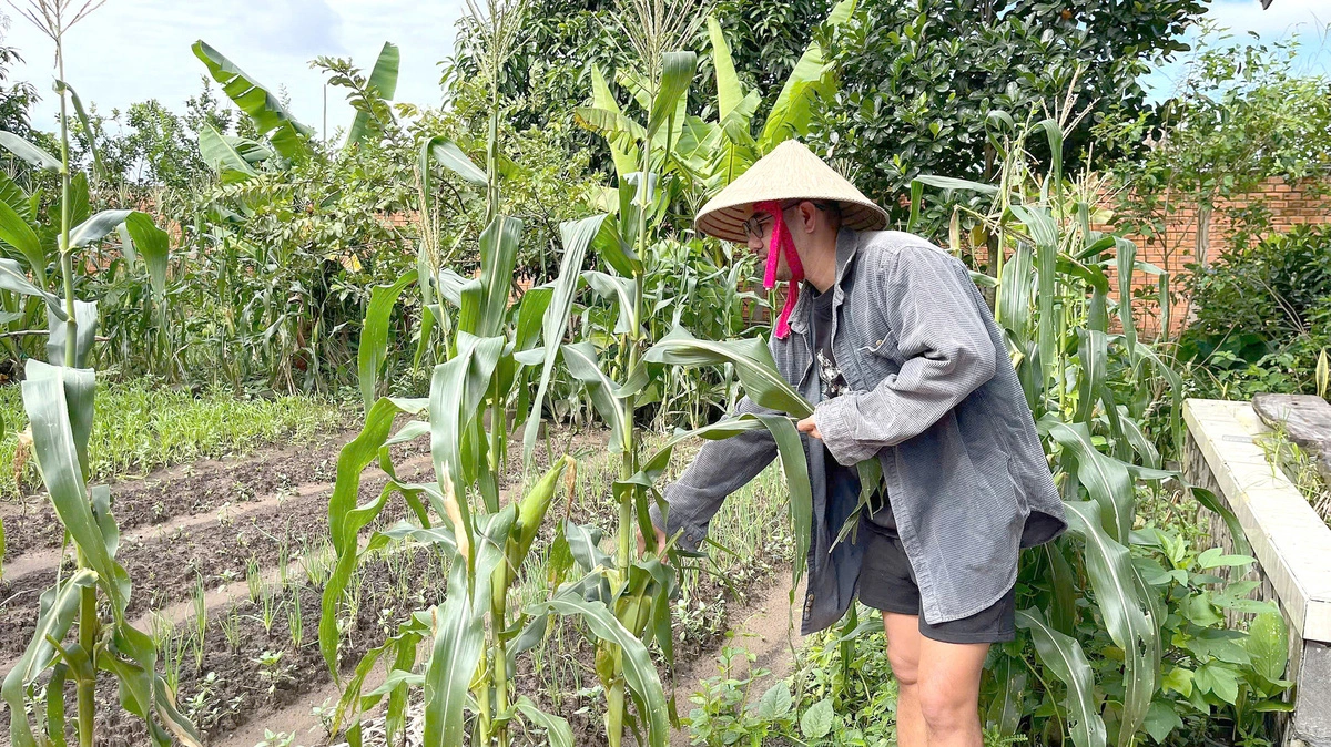 Khu vườn của cha mẹ anh Hải Âu đang trồng vụ rau mới 